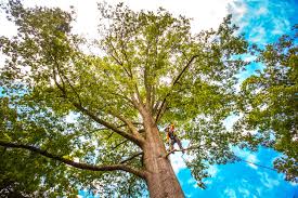 Best Soil Testing and Treatment  in Orange Lake, NY