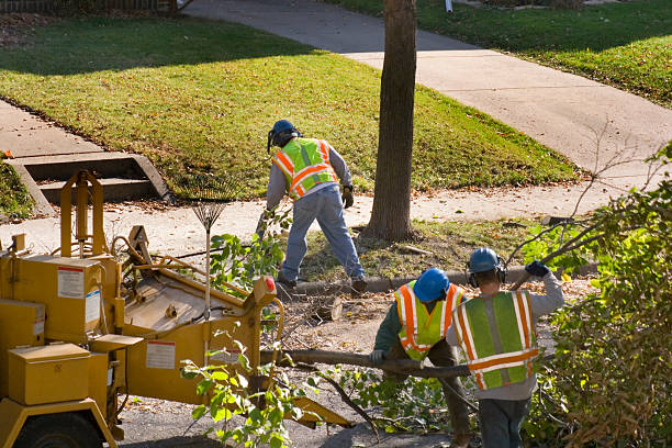 Best Utility Line Clearance  in Orange Lake, NY